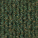 Spruce